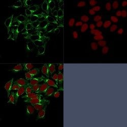 Clathrin Heavy Chain 1/CHC17 Antibody (CHC/1432) - Azide and BSA Free,